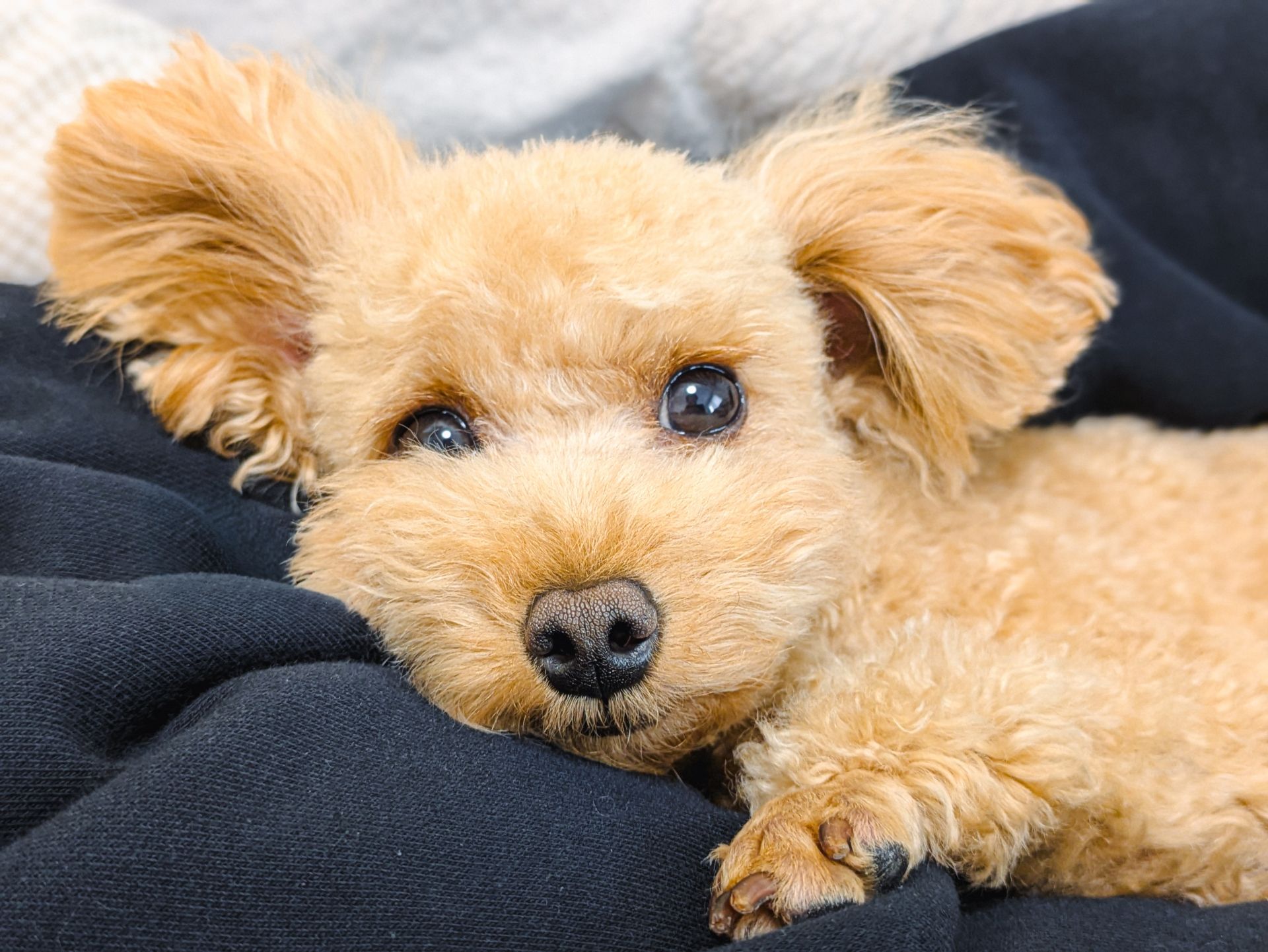 犬と出かける前に準備しておくもの一覧｜安心・快適なお出かけのためのチェックリスト
