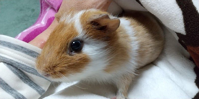 動物病院ダックスの写真 2