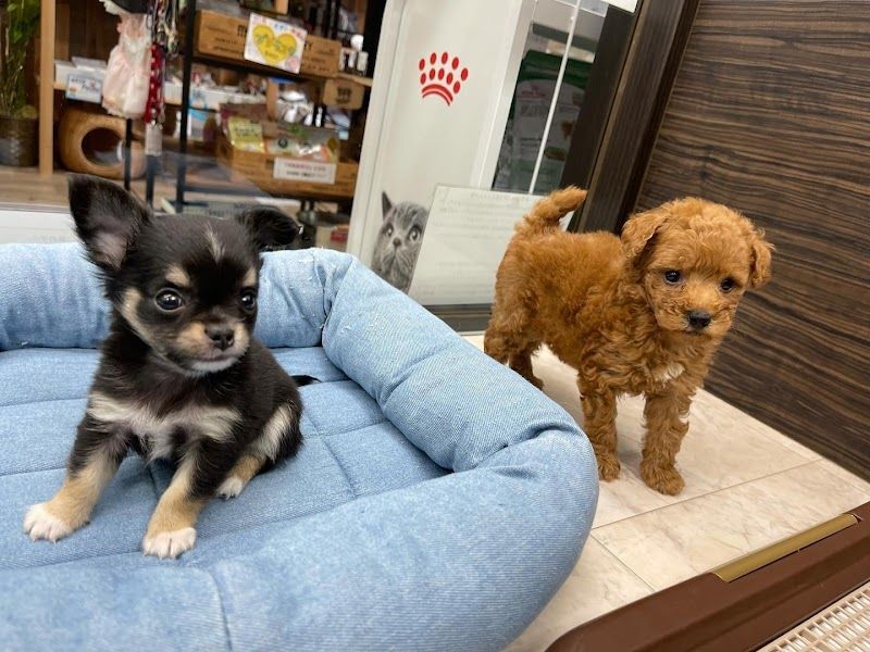 ペットホテル with DOG（トリミング サロン、ドッグカフェ）の写真 2