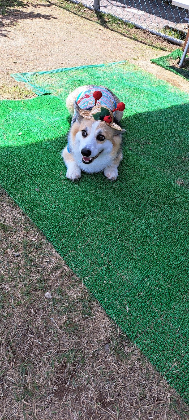 ＤＯＧ Ｐａｒｋ 福光（ドッグパークふくみつ）の写真 1