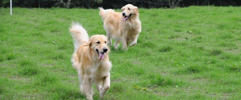 ドッグラン＆ドッグカフェ GOLDEN DOG FARmの写真 3