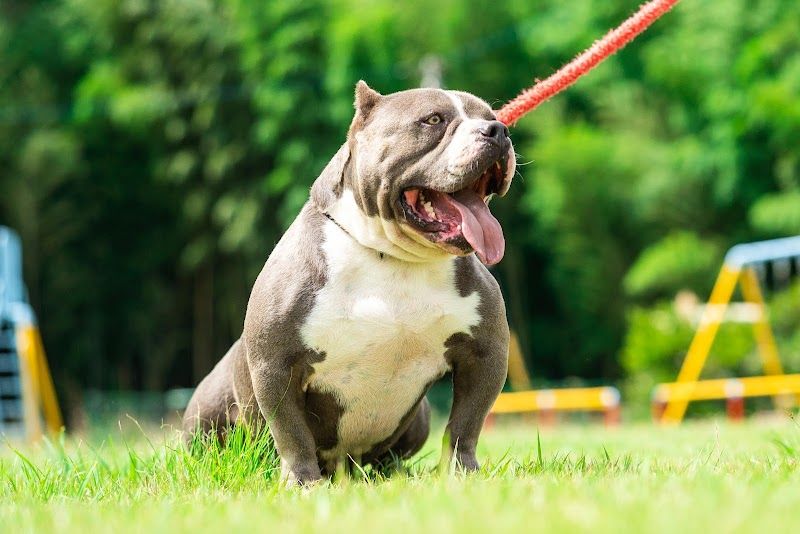 株式会社MISAKO犬舎【ブリーダー・子犬販売】の写真 3