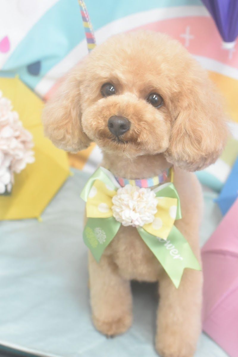CUTIE★DOG by Emiko Yabukiの写真 3