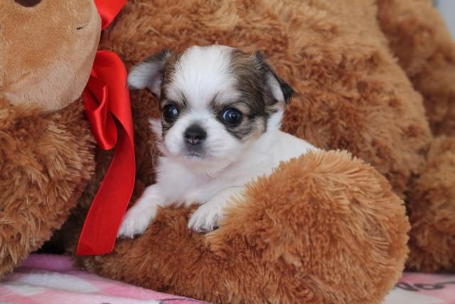 Fairy Dog Familyの写真 3