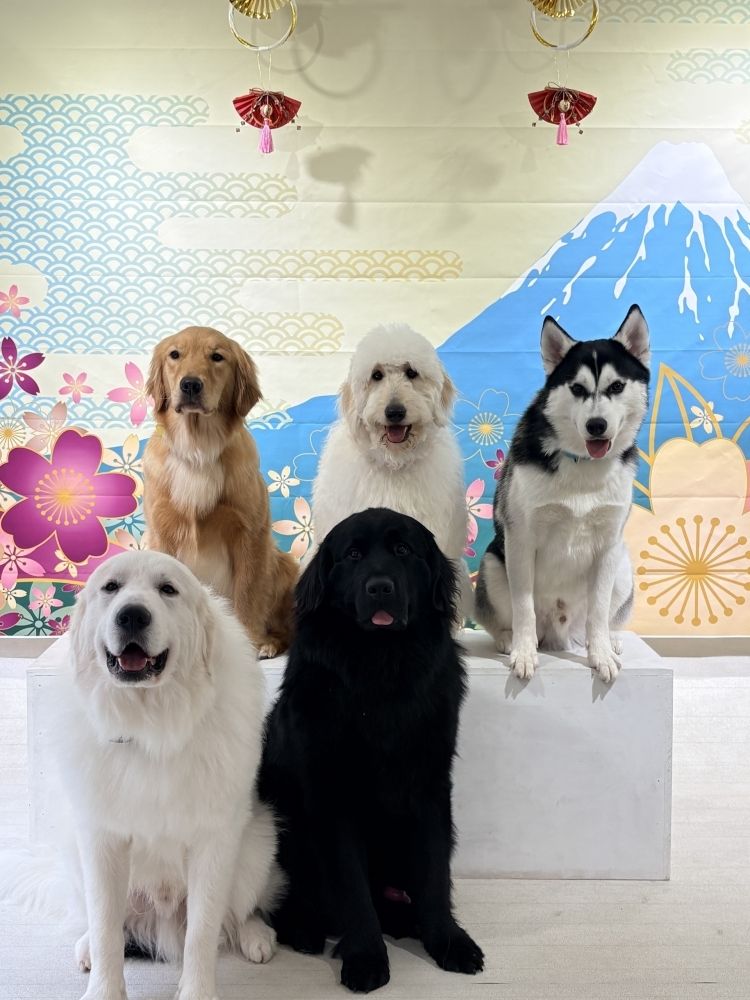 大型犬カフェ PawsFan(パウズファン)の写真 2