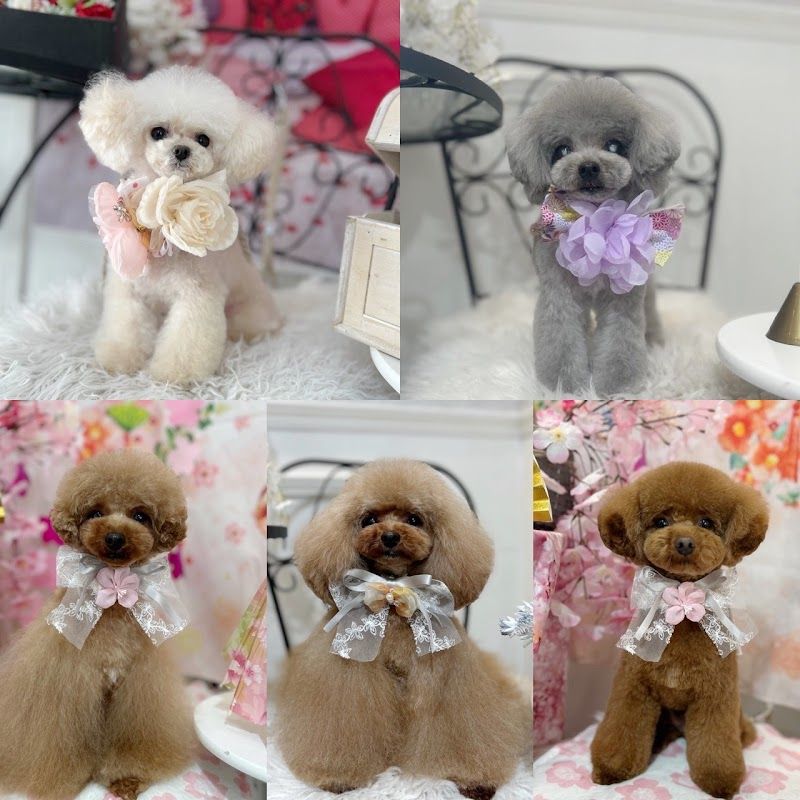 サロン PetitDogの写真 2