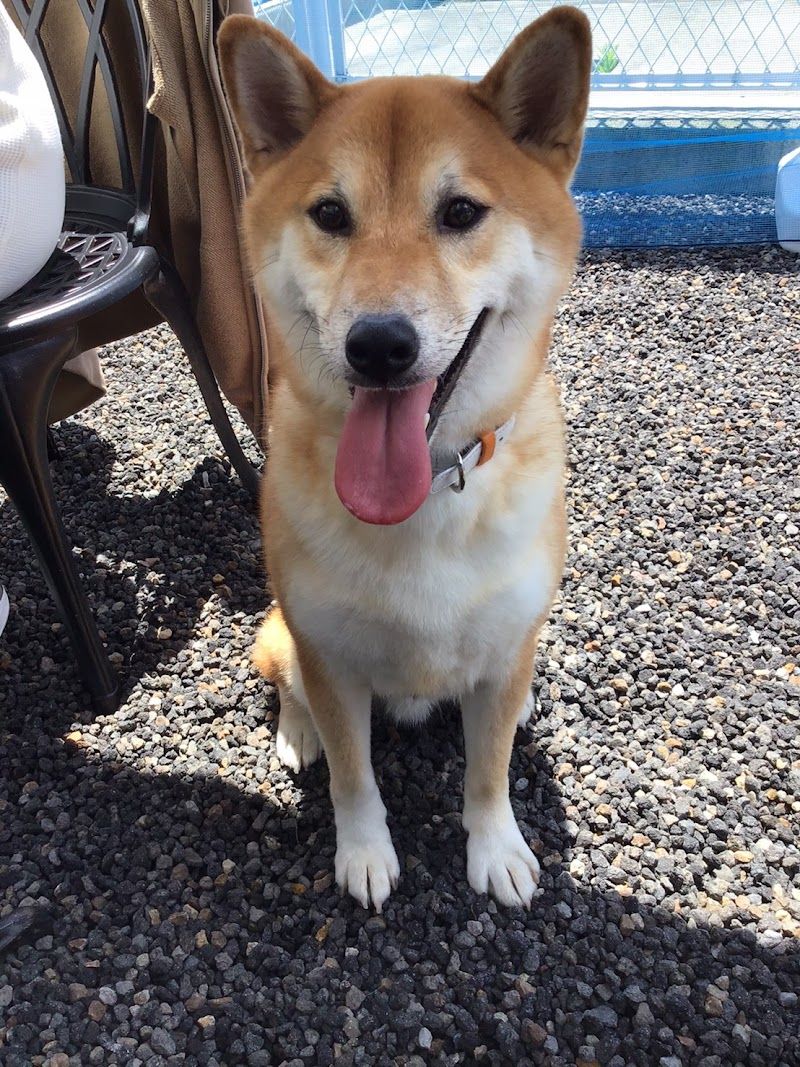 ボクくんのお家 富山の犬のペットホテルの写真 3