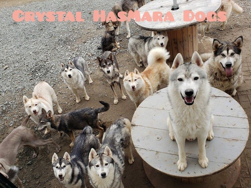 Crystal HasMara Dogsの写真 1
