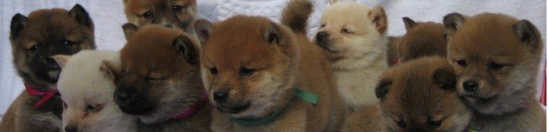 豆柴の里・摂州宝山荘の写真 1