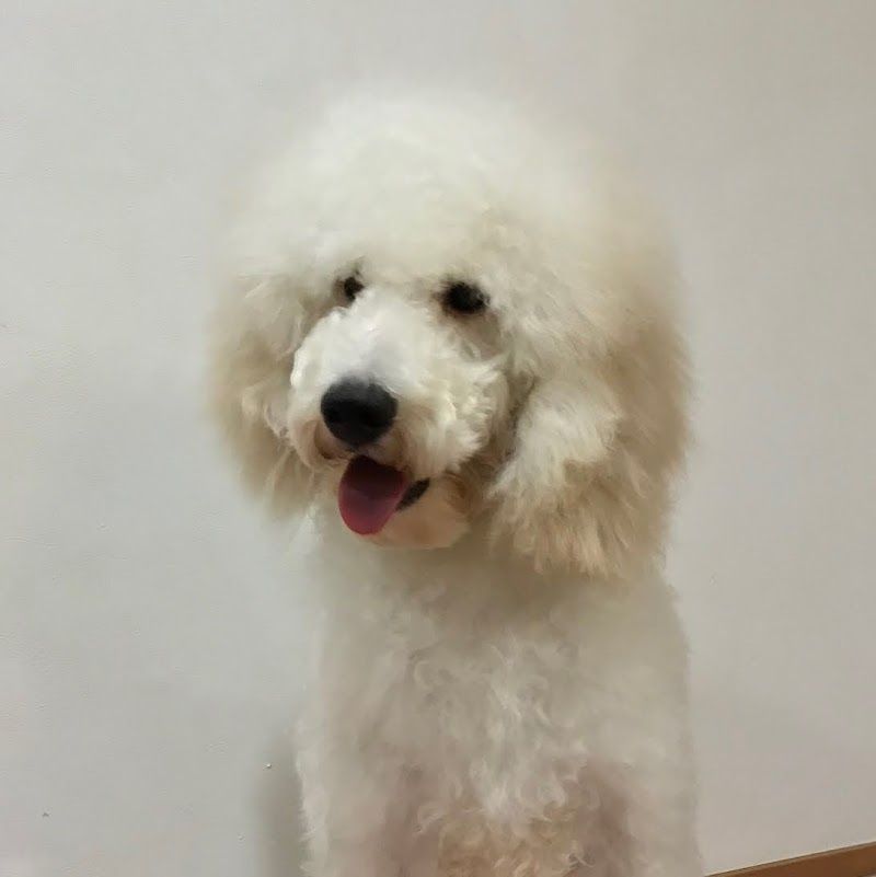 ばでぃーずの写真 2