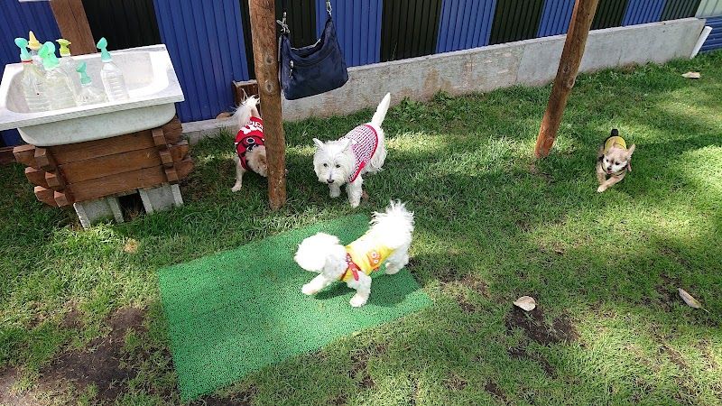 いこいドッグランの写真 1