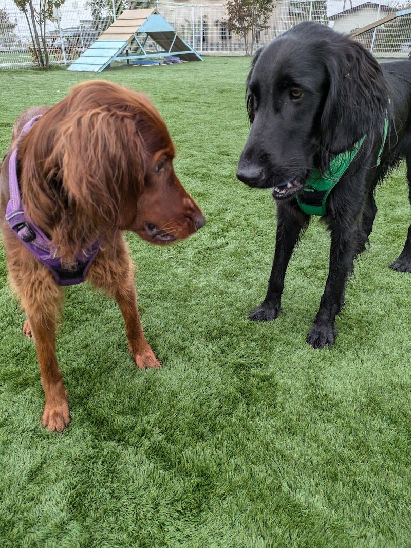 ドッグカフェRUFF RUFF〜ラフラフ〜の写真 3