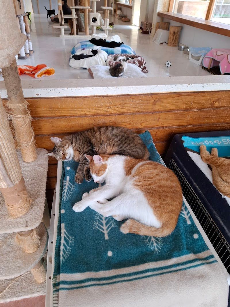保護猫カフェ もどき with Peaceの写真 1