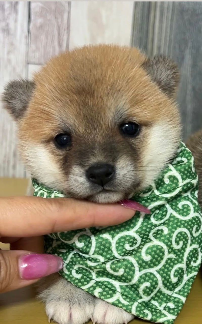 株式会社MISAKO犬舎【ブリーダー・子犬販売】の写真 1