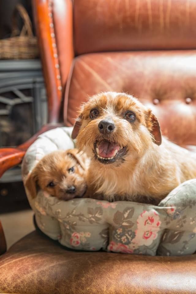 ドギーコテージの写真 3