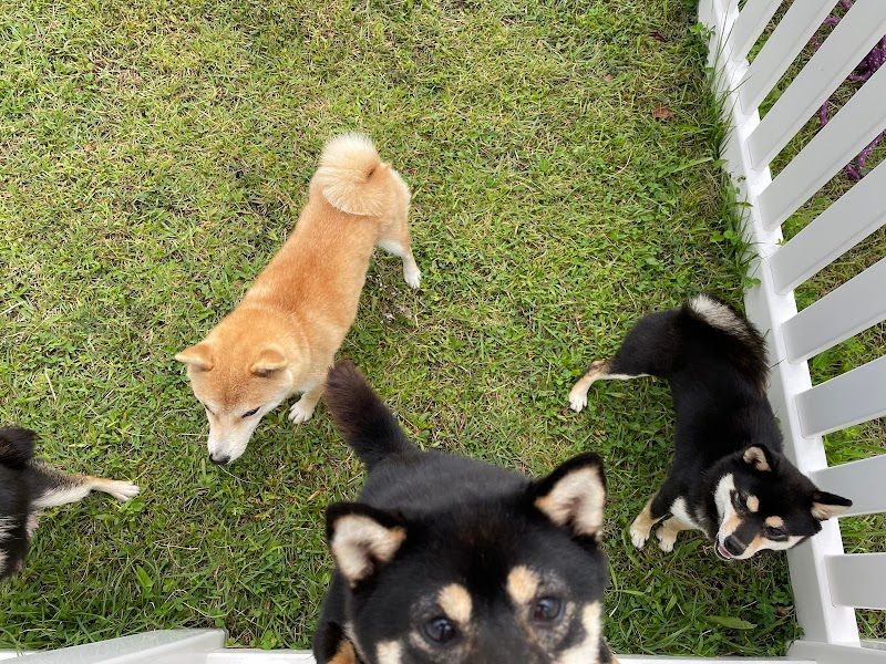 カンナベ高原犬舎の写真 1