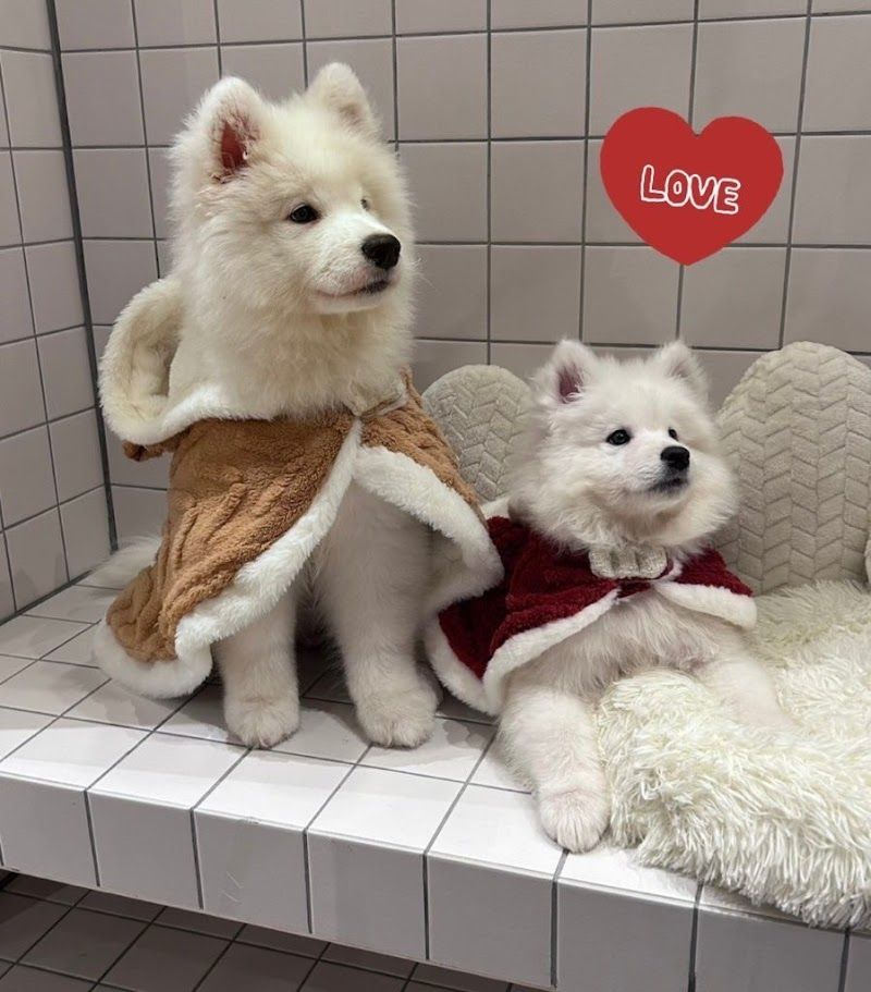 サモエドカフェ SAMOS CAFE 仙台店 | Samoyed Cafeの写真 3