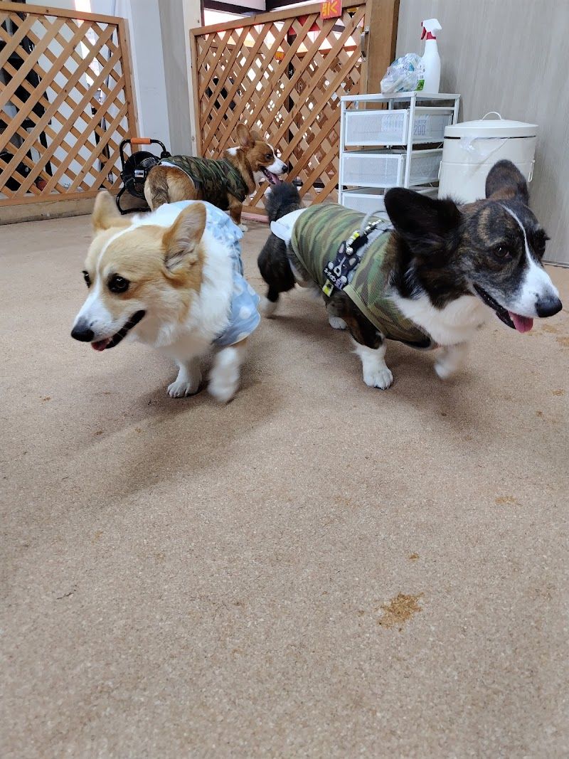 DogSpace SMILEHOUSE (スマイルハウス・ドッグラン&ホテル)の写真 2