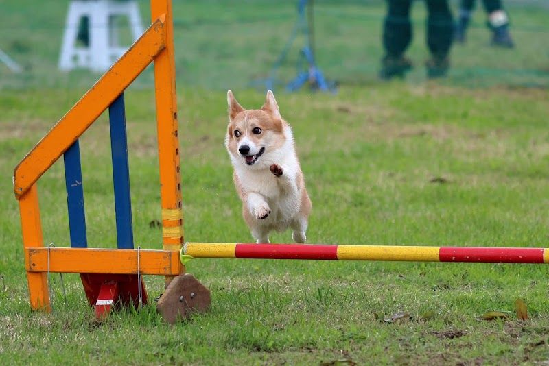 ドッグファームSHINYAの写真 1