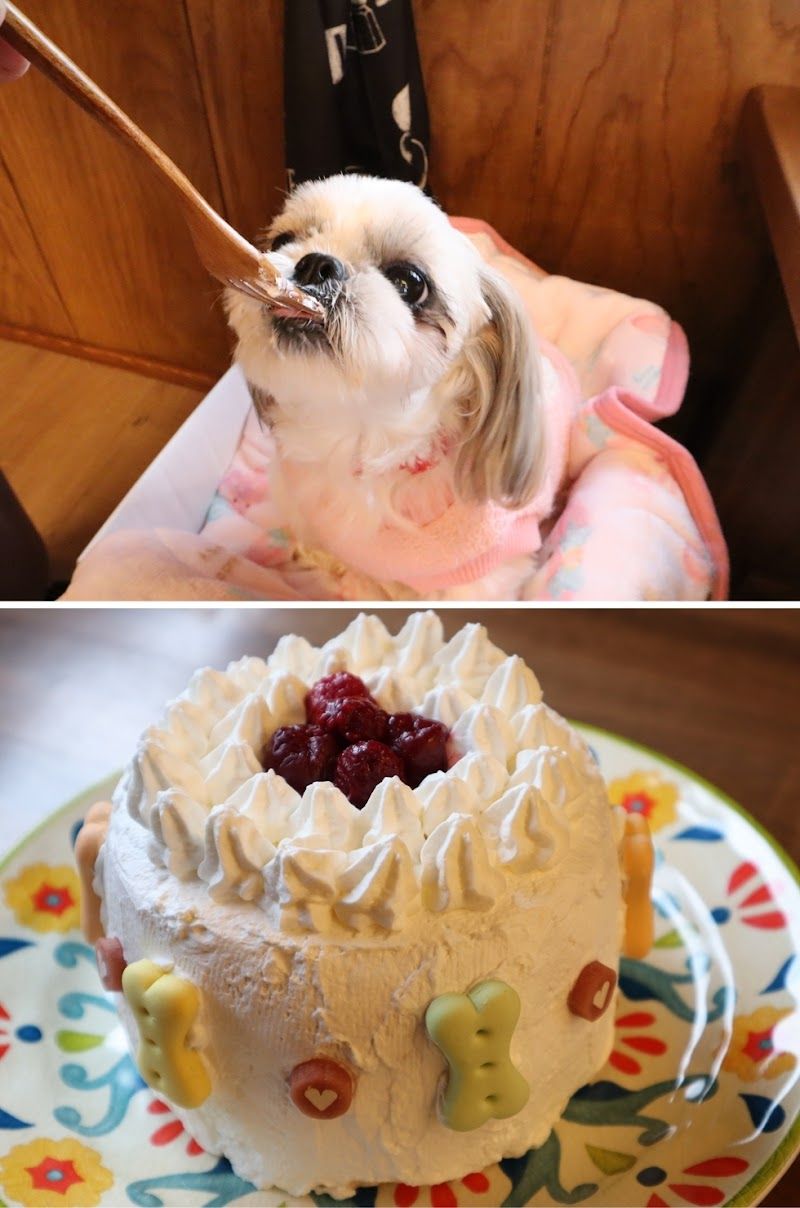DOG CAFE ABBEY ROADの写真 2