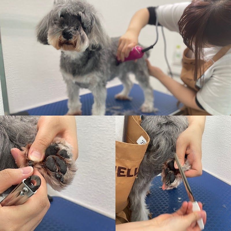 ANELLA CAFE【保護犬猫ふれあいカフェ】福井店の写真 1