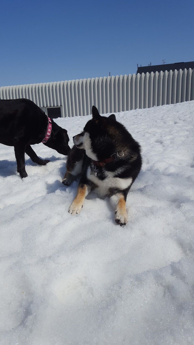 ラブラドールレトリバーサポートSHOP DOG FIELD ドッグフィールドの写真 3