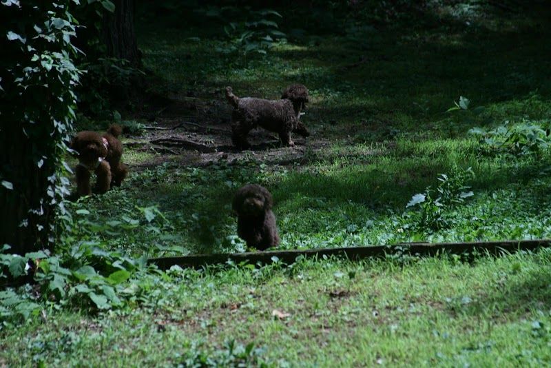 ドギーパークの写真 2
