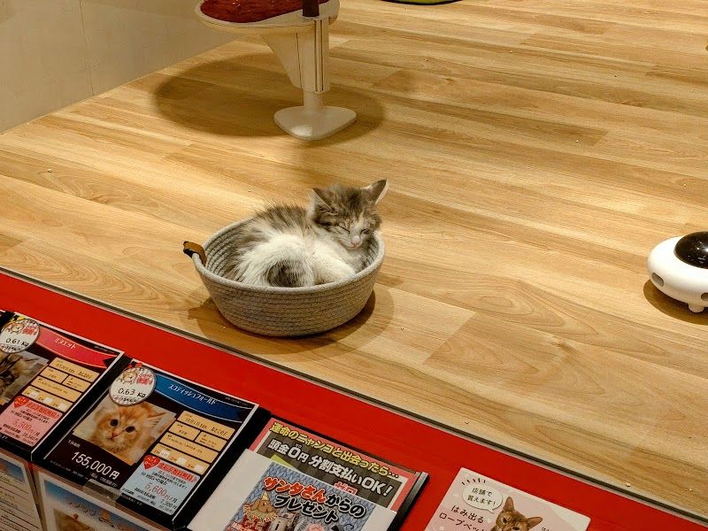 ペットショップワンラブ イオン春日井店の写真 3