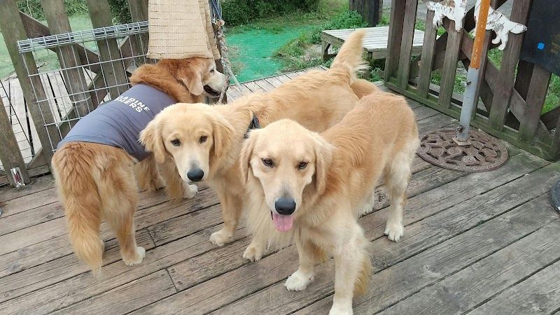ワンアンドオンリードッグクラブの写真 3