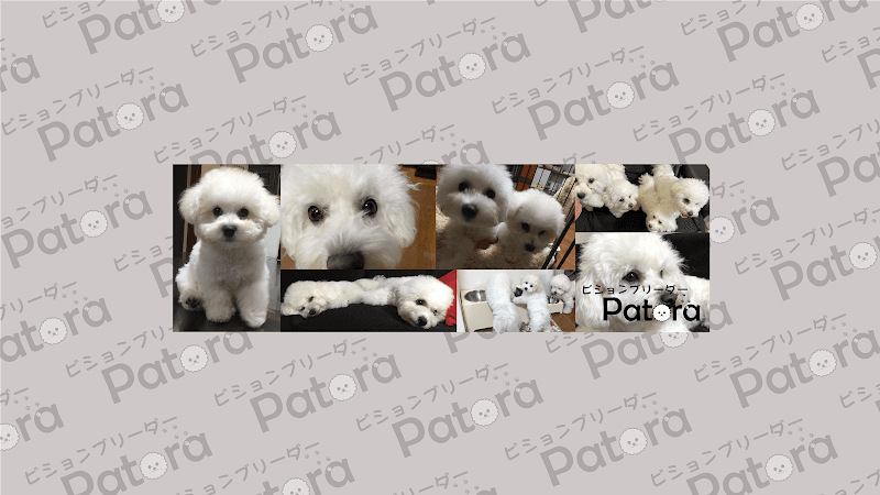 ビションブリーダー Patoraの写真 1