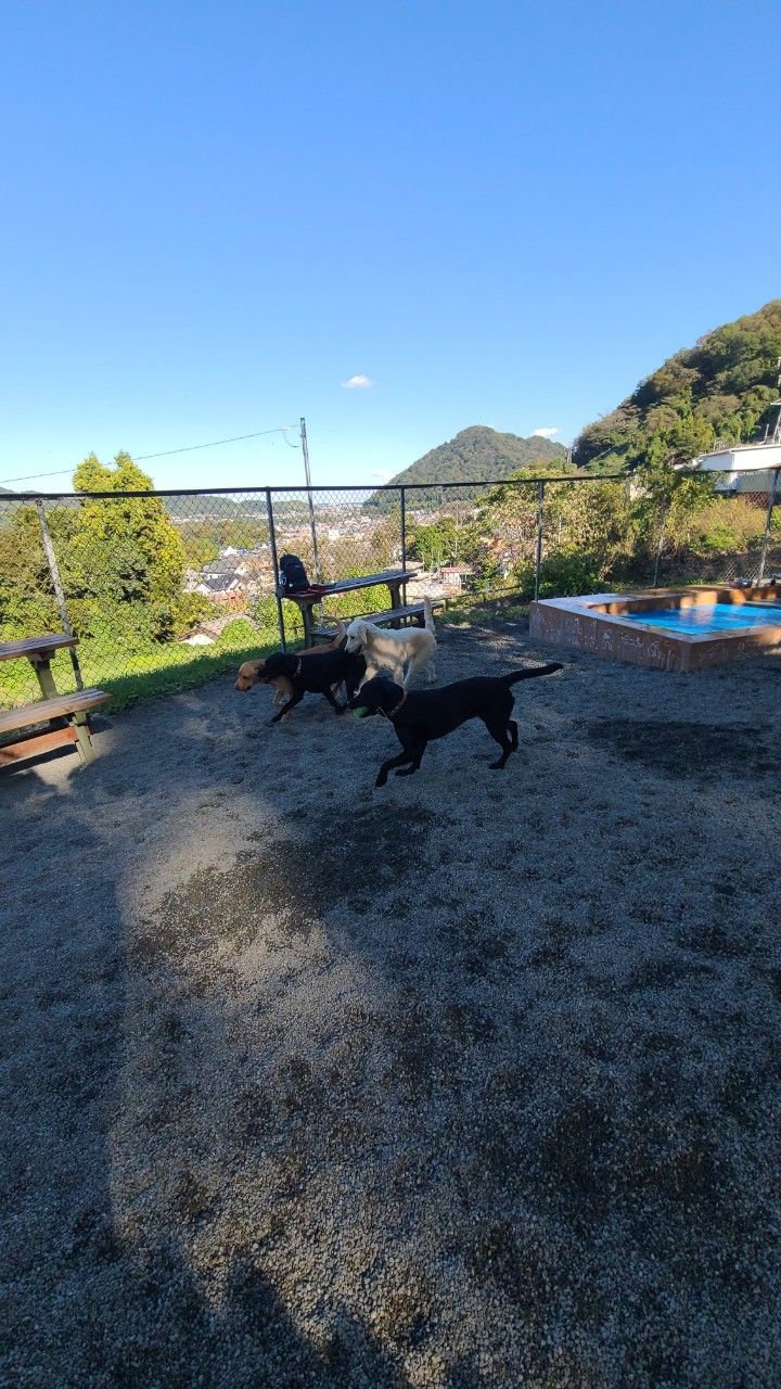 プレイフルドッグの写真 2