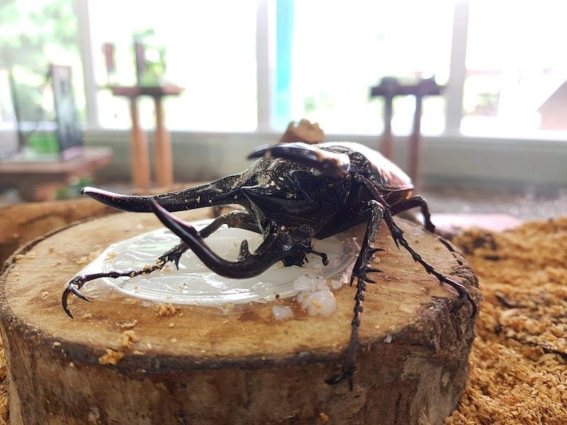 当麻世界の昆虫館 パピヨンシャトーの写真 3