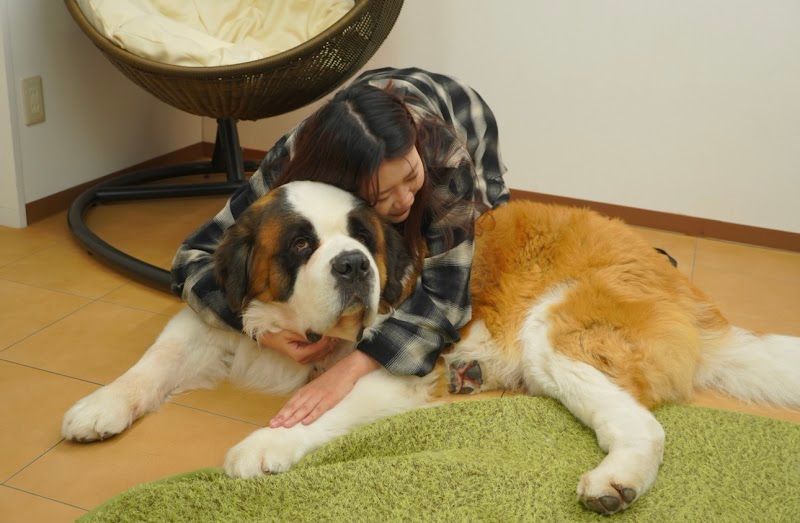 HAPPY BERNARD(ふれあいHOUSEハッピーバーナード)の写真 3