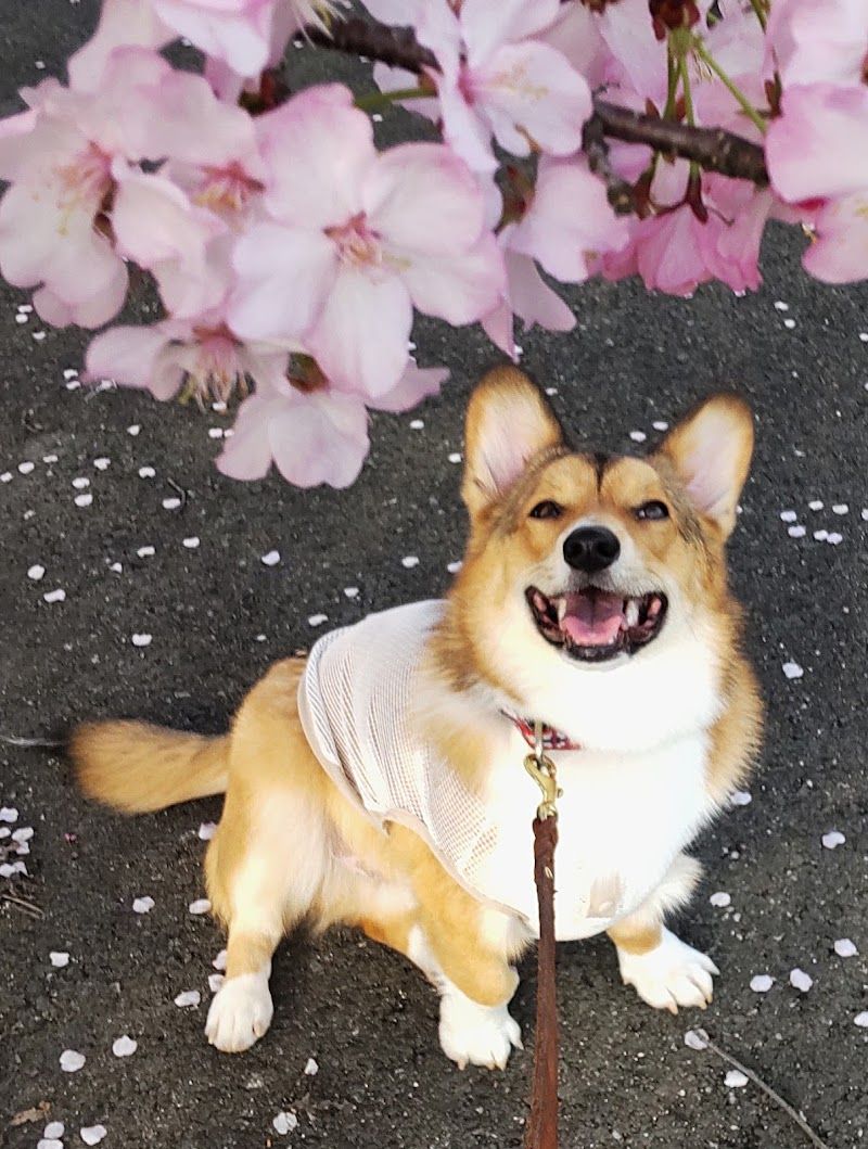 仙台第一警察犬訓練所の写真 2