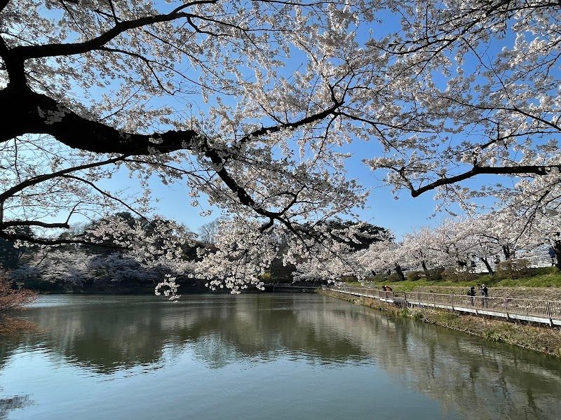 高松の池の写真 1