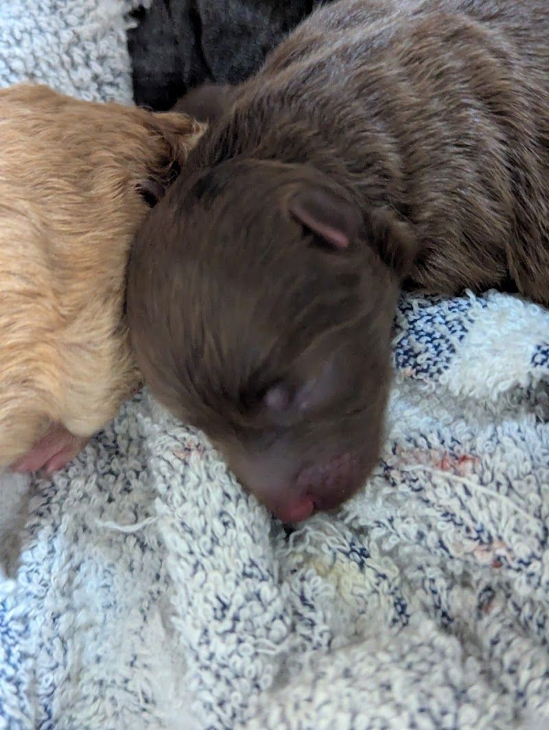 犬のお家の写真 2