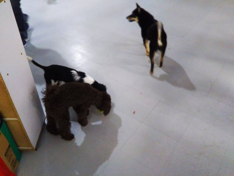 どうぶつClubサンロード1Fの写真 3