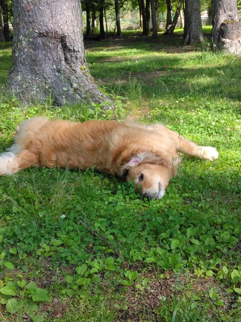 DOG GARDENの写真 1