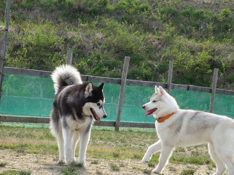 ウェリナドッグパークの写真 3