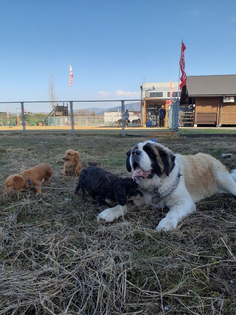 ＤＯＧ Ｐａｒｋ 福光（ドッグパークふくみつ）の写真 3