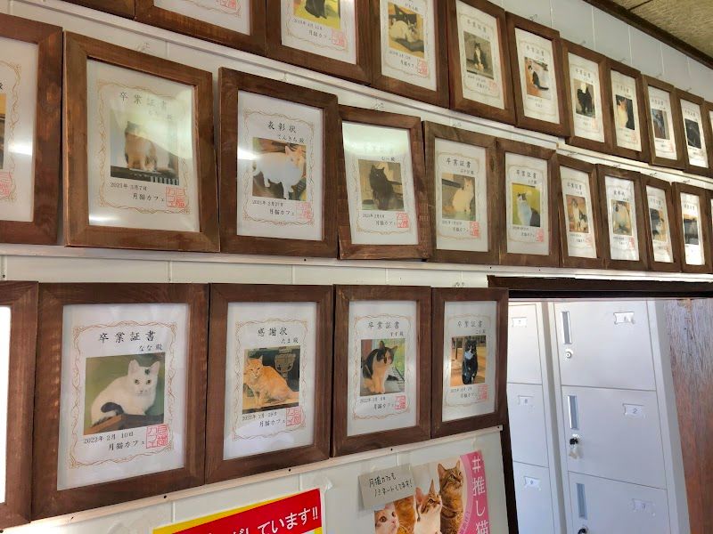 月猫カフェの写真 2