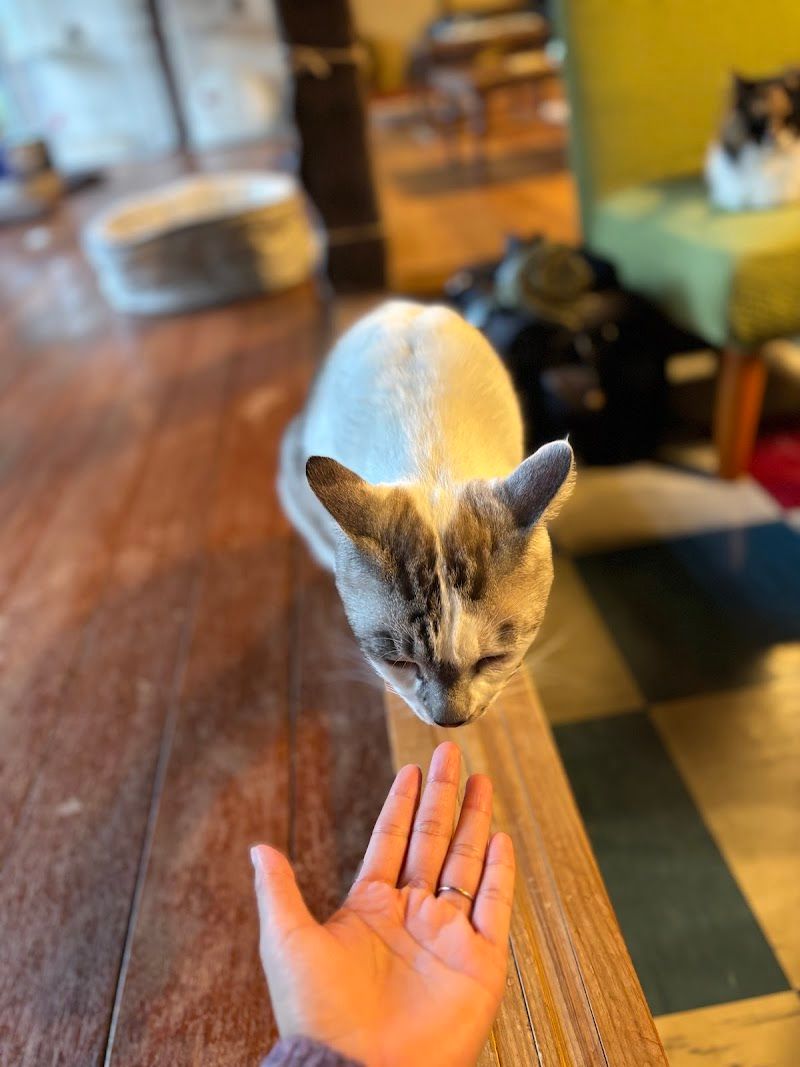 月猫カフェの写真 3
