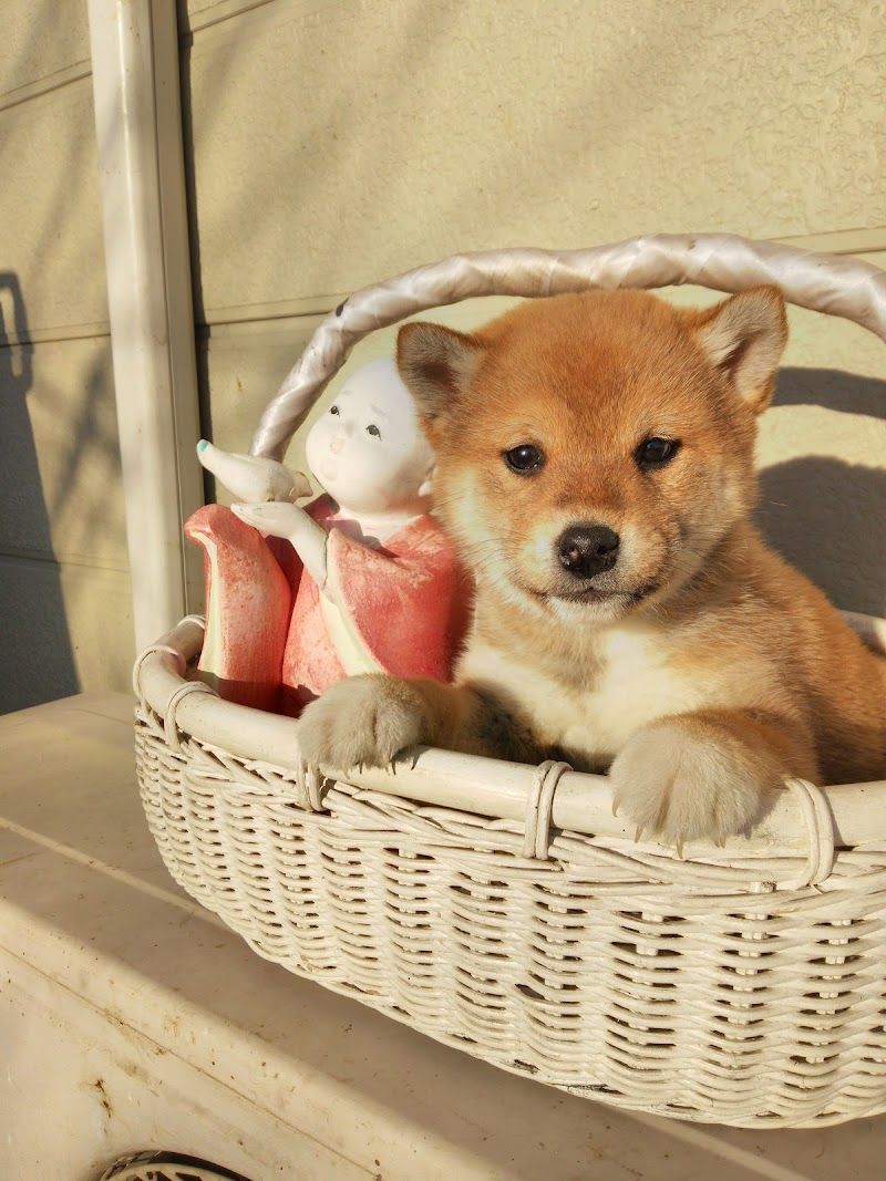 愛犬牧場ユニコーンヒルの写真 1