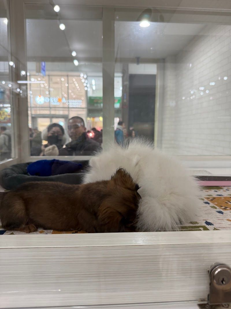 ペットショップWAN札幌店の写真 3