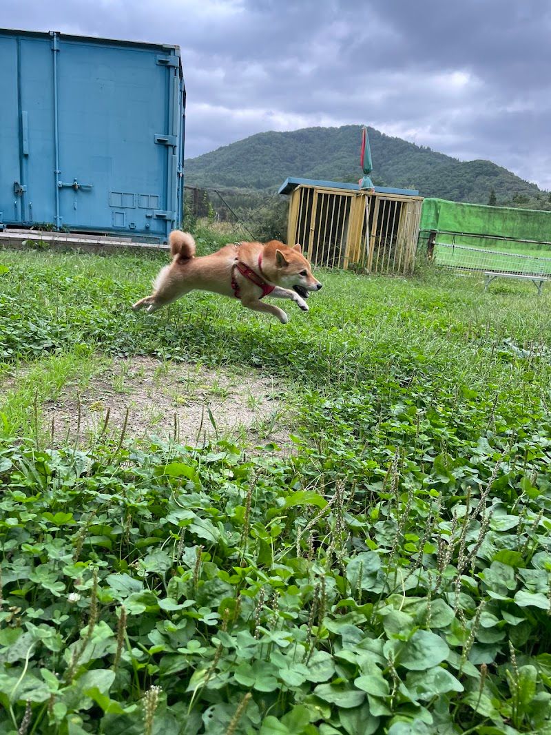たまむすびドッグランの写真 3