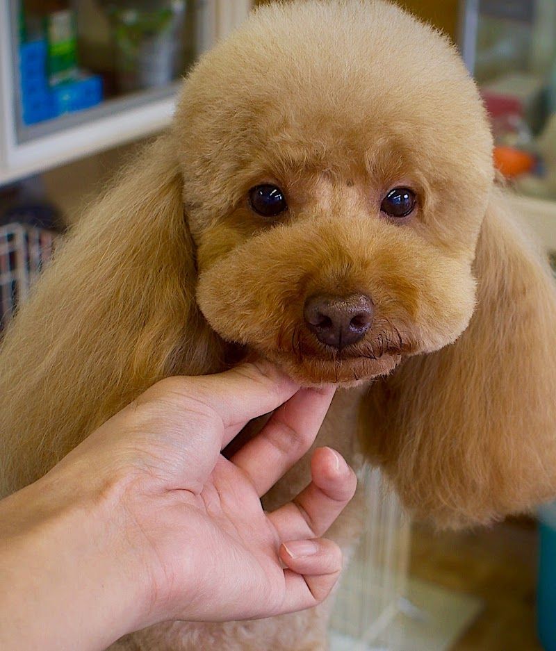 ペットプラザワンの写真 3