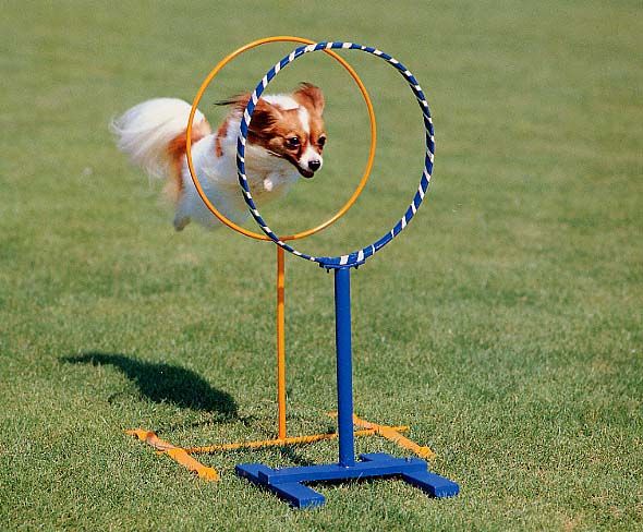 マダムパピヨン犬舎の写真 3