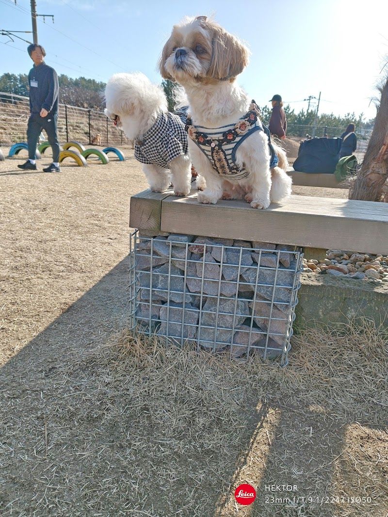 DOG WAGの写真 2