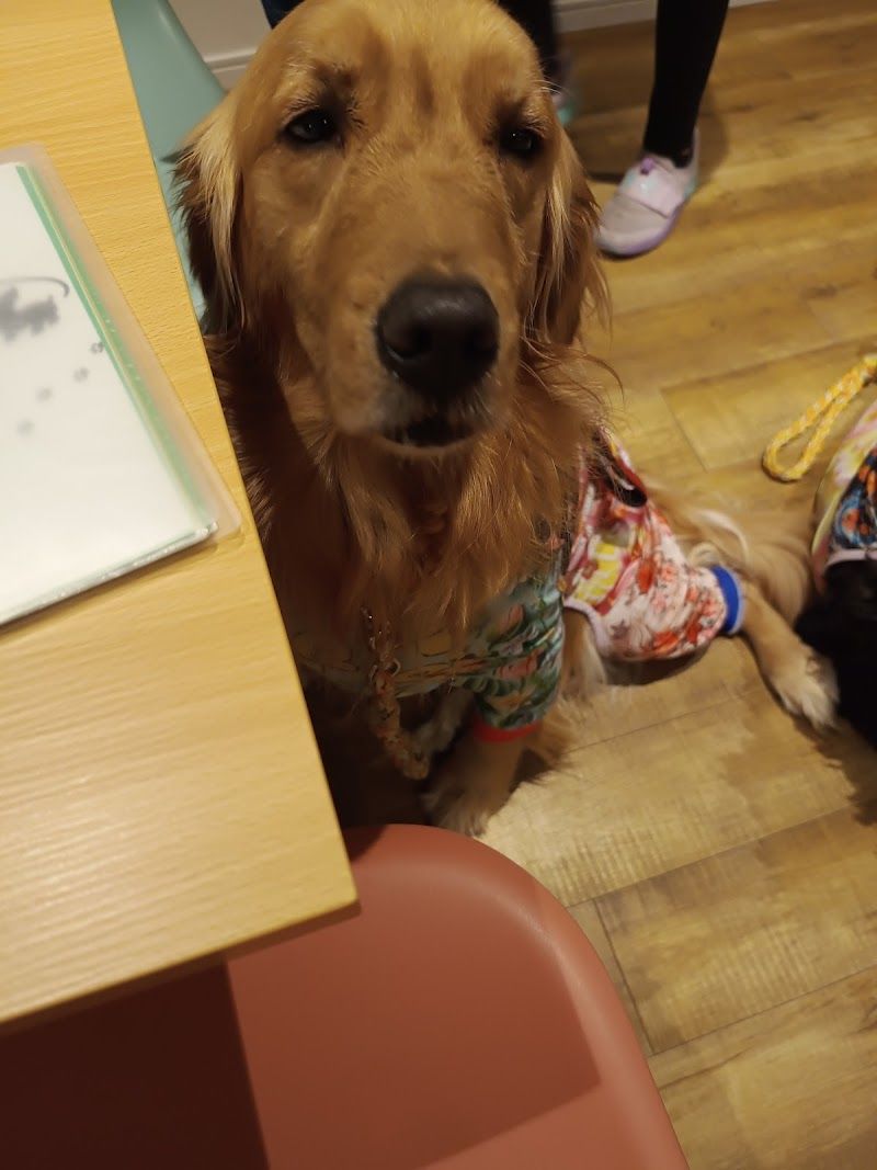 ドッグカフェしっぽーむの写真 3