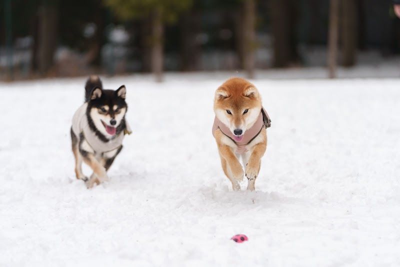 コリーズの写真 2